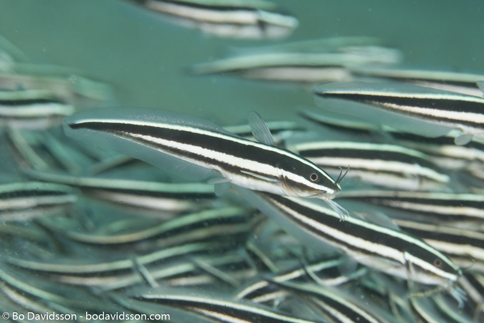 BD-151226-Dauin-0258-Plotosus-lineatus-(Thunberg.-1787)-[Striped-eel-catfish.-Korallmal].jpg